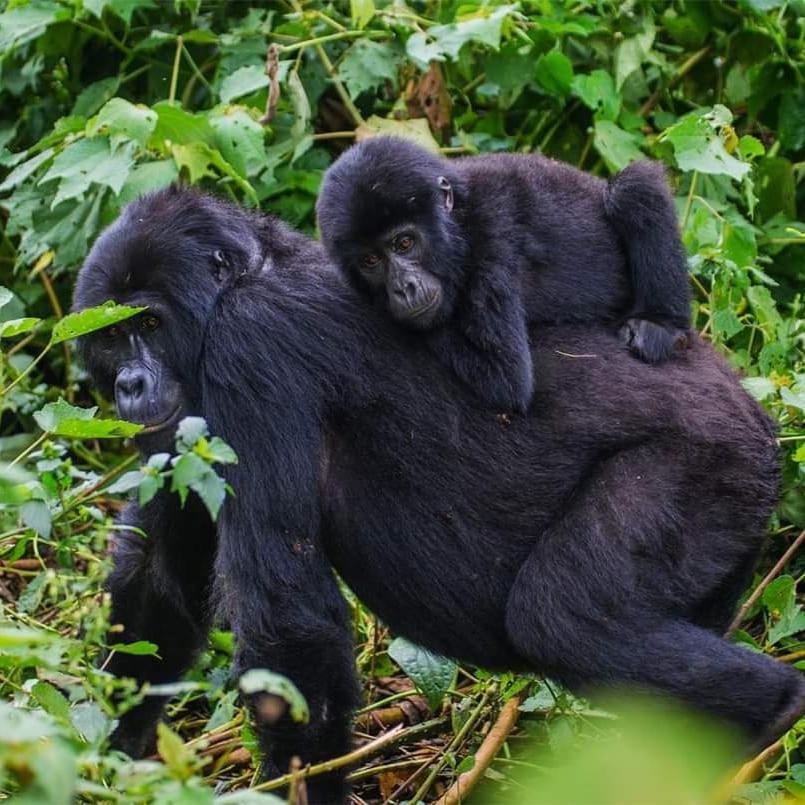 Gorilla Hills Eco-Lodge Kisoro Екстериор снимка